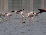 frieda 091  Flamingoes landing : frieda